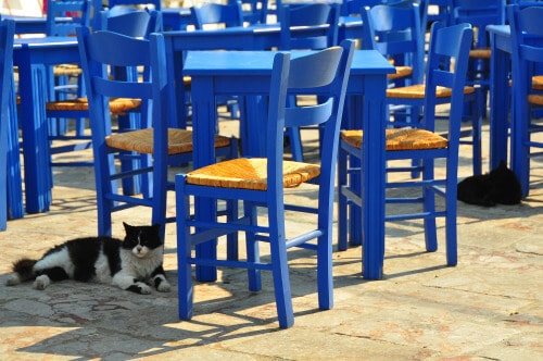 Loukia Studios and Suites Kini Syros - tavern cat